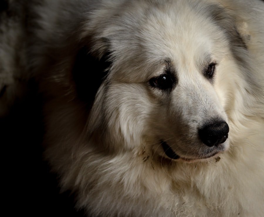 Dog Breed