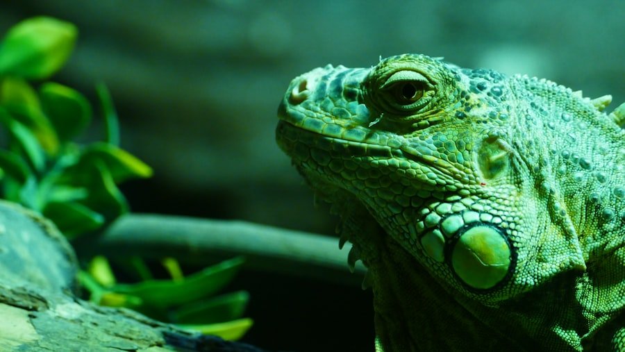 Safe Environment for Pet Reptiles