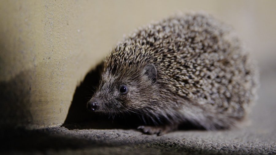 Pet Hedgehogs