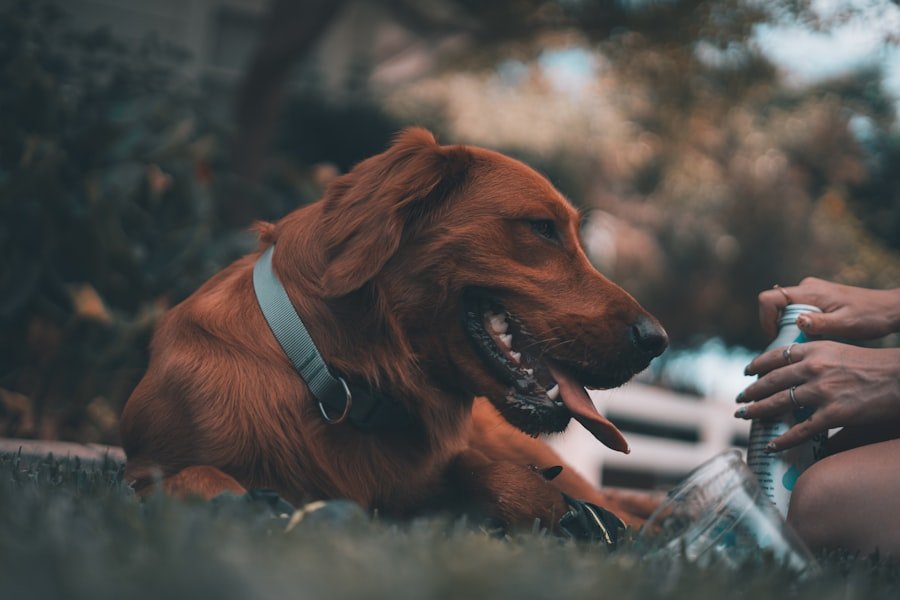Dogs Teeth Clean