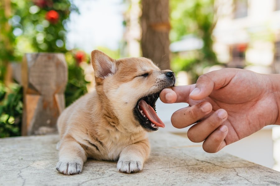 Raw Dog Food vs Kibble
