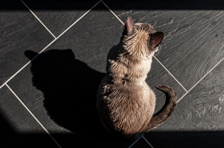 Maine Coon Cat Guide