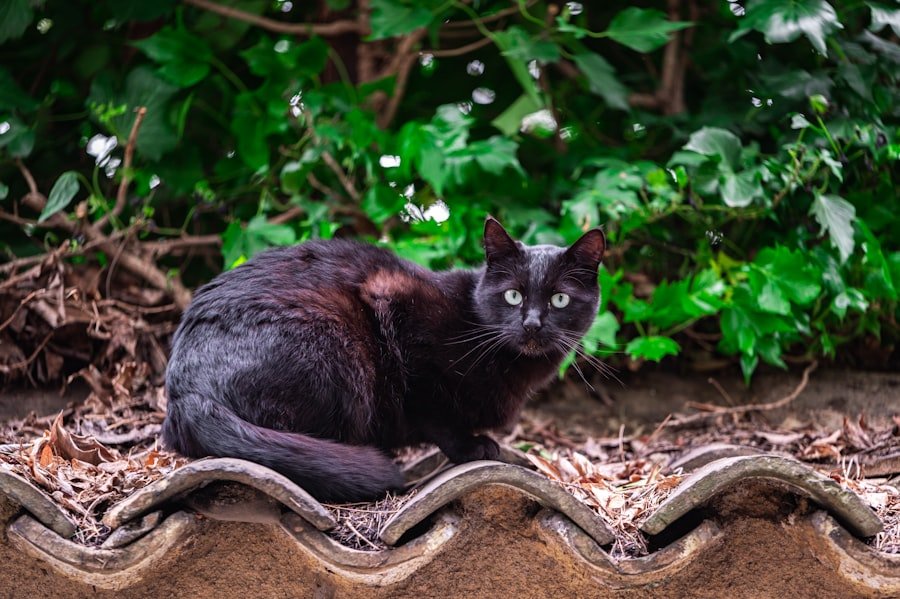 Photo Maine Coon Cat Guide