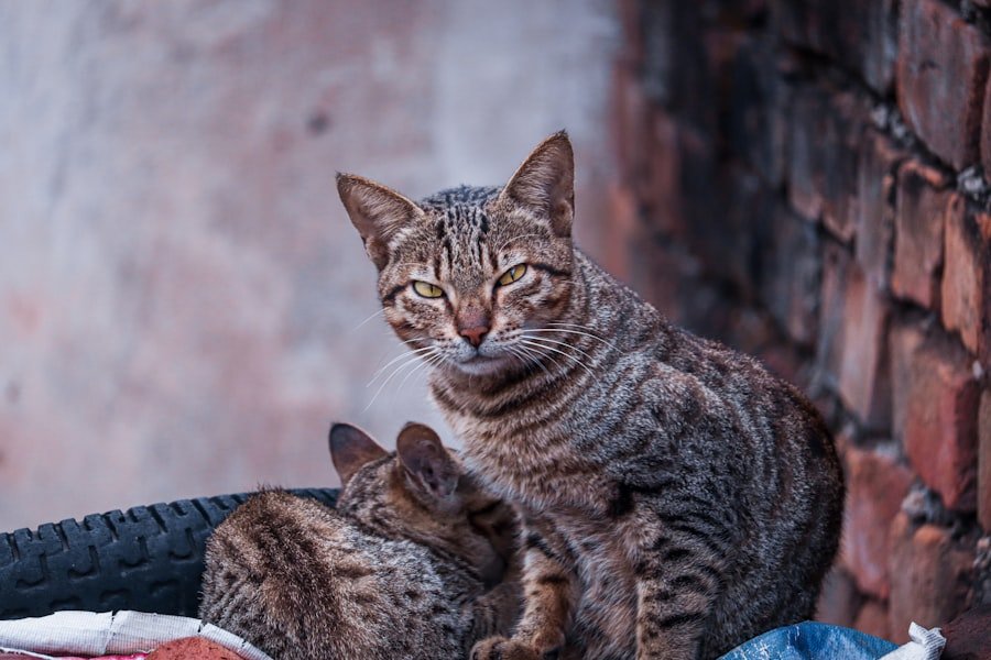 Photo Cat Breeds Families Kids