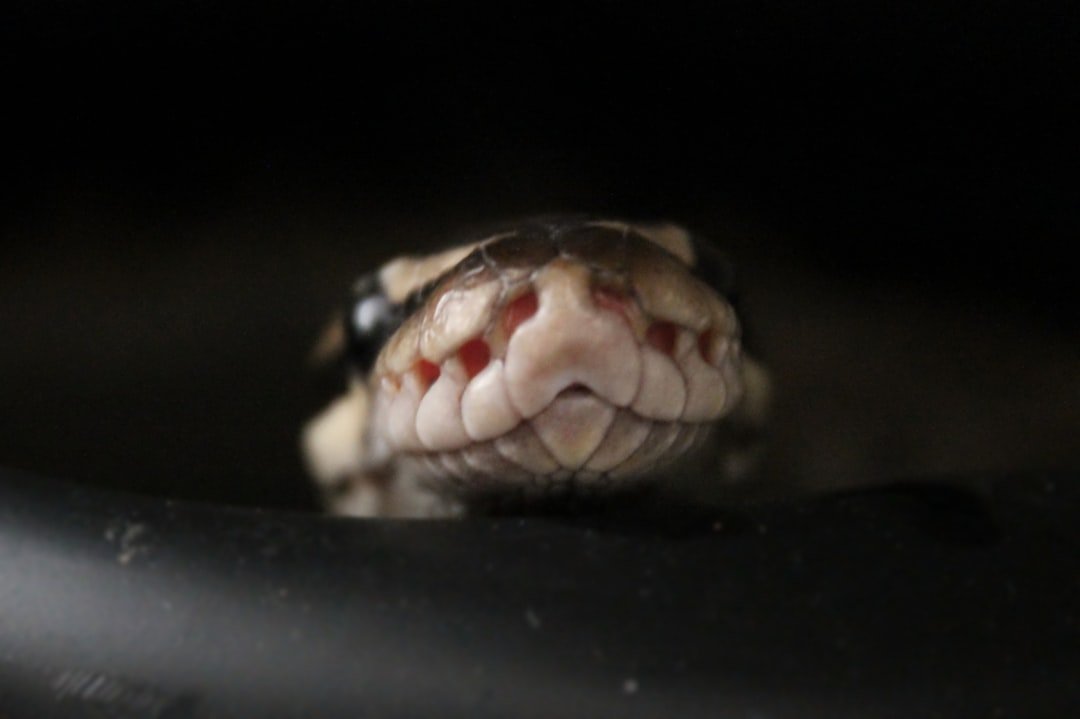 Photo Pet Snakes