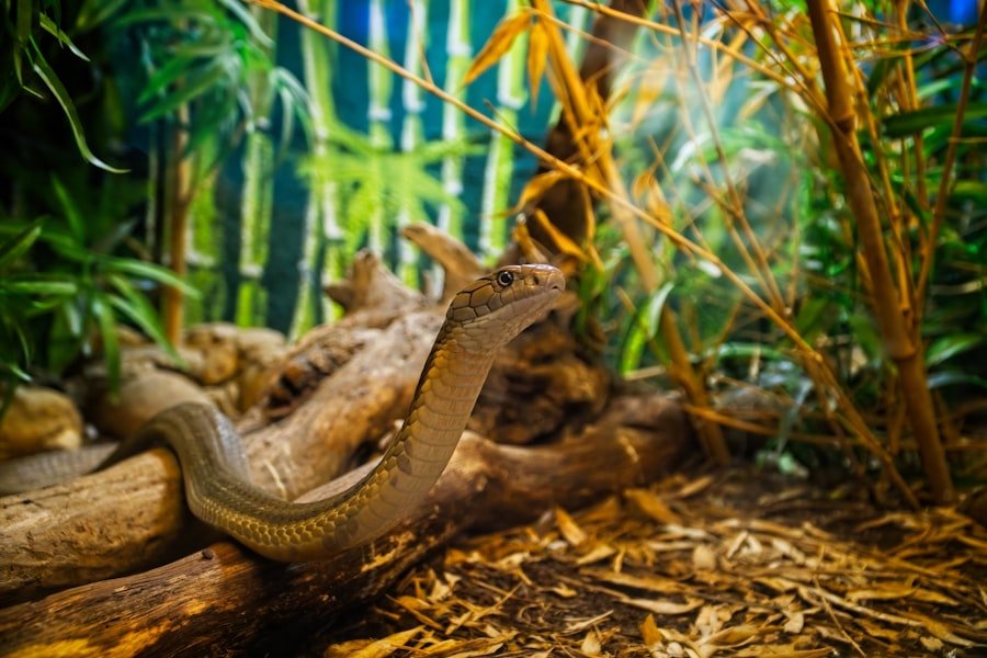 Photo Pet Snakes
