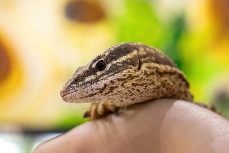 Photo Safe Environment for Pet Reptiles