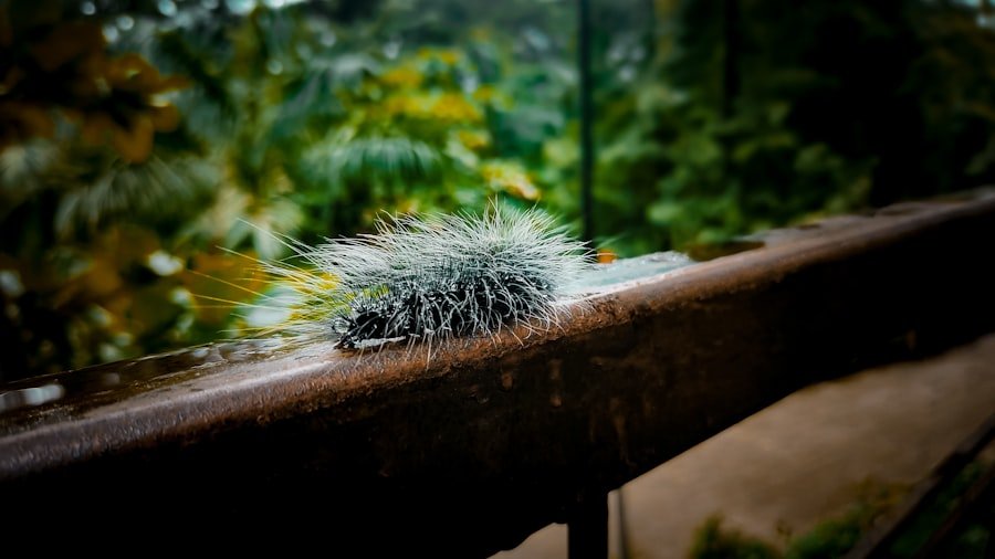 Photo Pet Hedgehogs