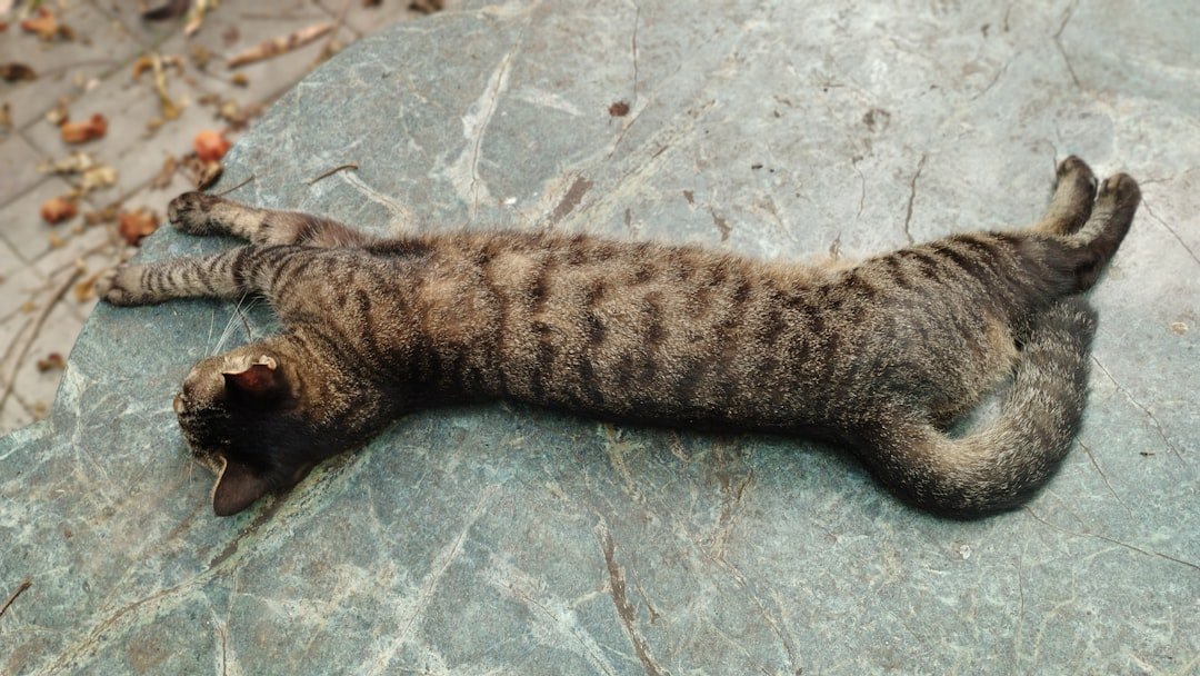 Photo Ferret as a Pet