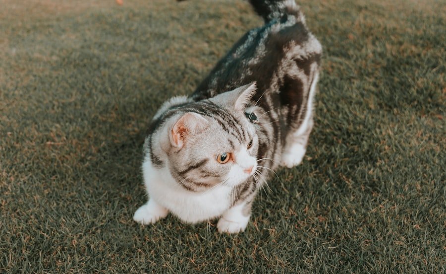 Photo Ferret as a Pet