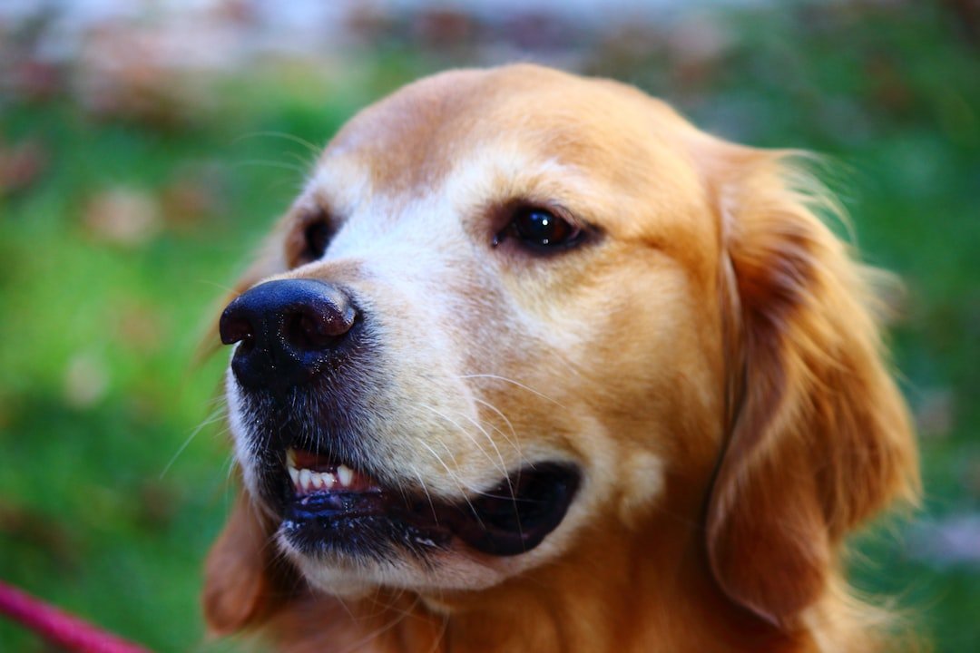 Photo Dogs Teeth Clean