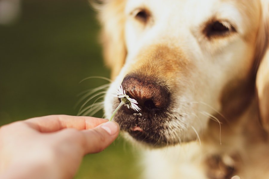 Photo Dogs Teeth Clean