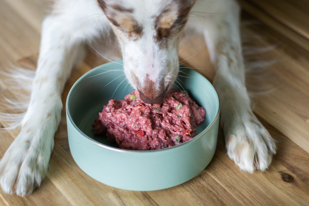 Photo Raw Dog Food vs Kibble