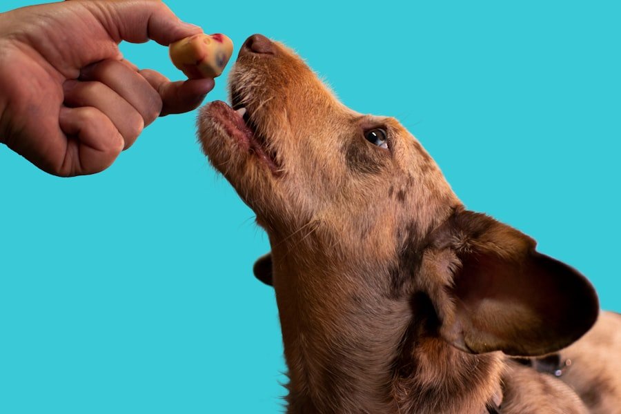 Photo Raw Dog Food vs Kibble