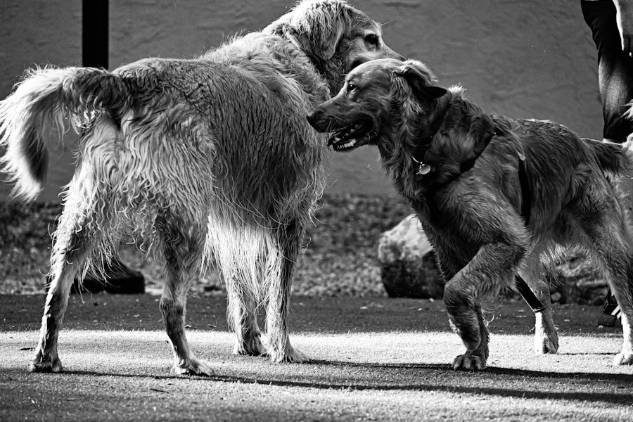 Photo Stop Dog Barking