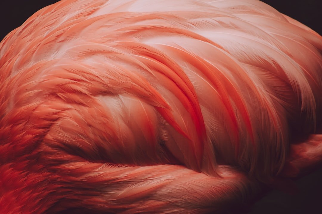 Photo Hairballs