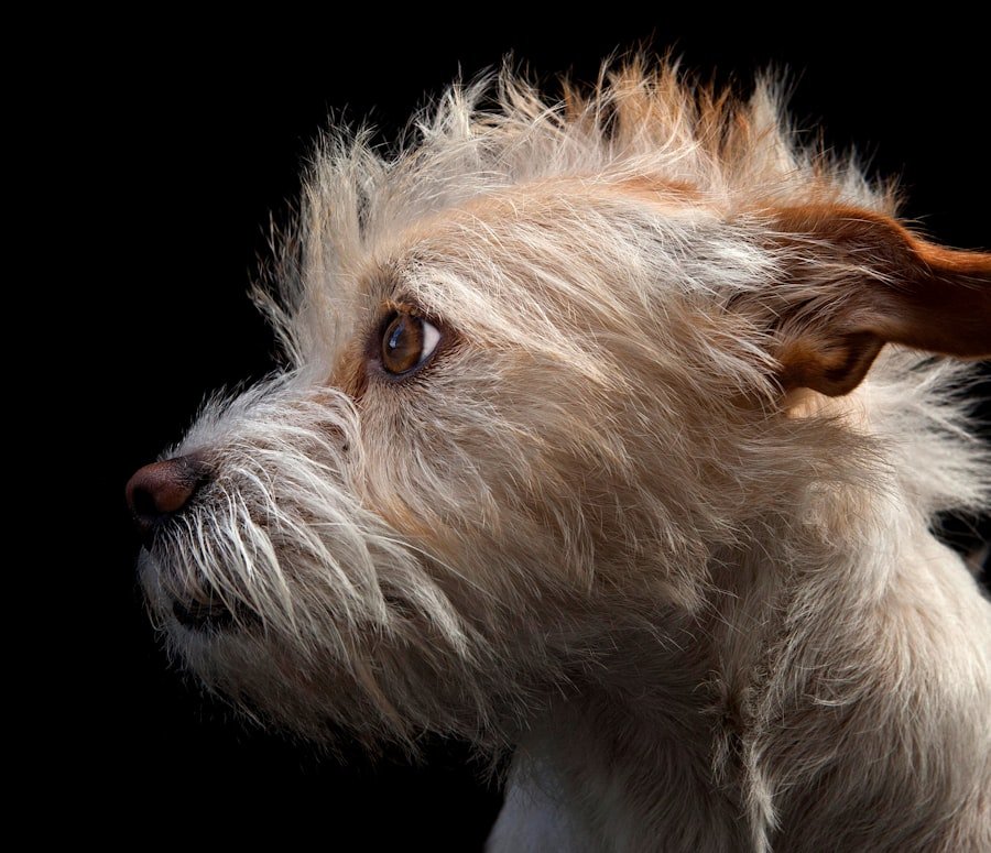 Photo Dog Breed