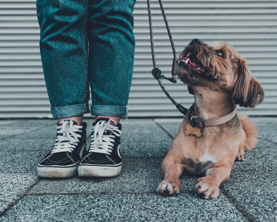 Photo Socialize Dog With Other Pets