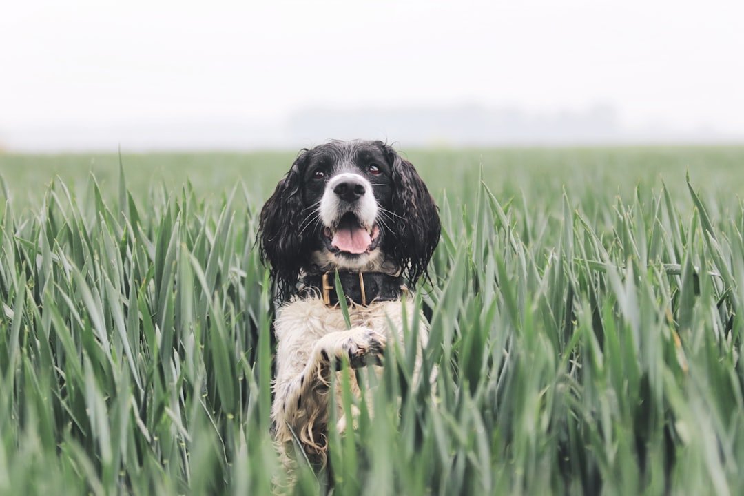 Photo Grain-Free Dog Food